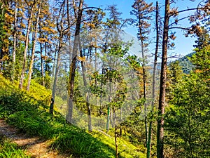Urdaibai Biosphere Reserve, Bizkaia,Spain; 2018-04-16: Trunks of painted pine in El bosque de Oma
