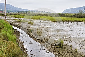 Urdaibai marshes