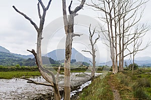 Urdaibai marshes