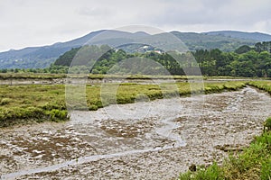 Urdaibai marshes photo