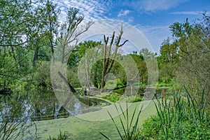 Urdenbacher Kaempe Nature Reserve,Duesseldorf,Germany