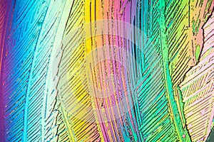 Urea crystals in polarized light