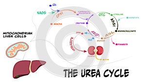 Urea Cycle Diagram