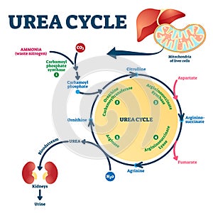 Urea cycle vector illustration. Labeled educational ornithine explanation.