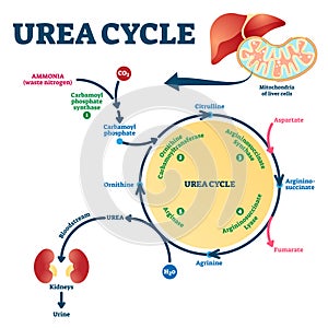 Urea cycle vector illustration. Labeled educational ornithine explanation. photo