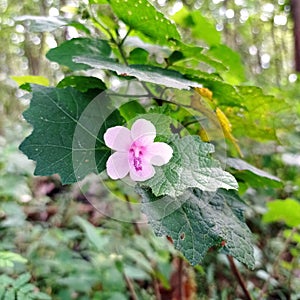 urena lobata pink flower. in Indonesia it called pulutan flower