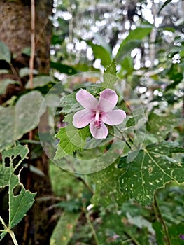 Urena lobata Or Pulutan plant