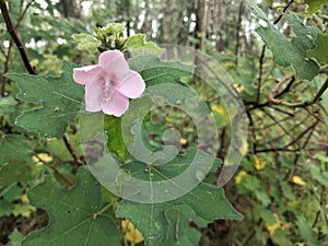 Urena obata, Caesar weed flower in the forest