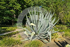 En botánico jardín 