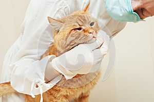 Urgent care in the veterinary clinic.Sick red cat