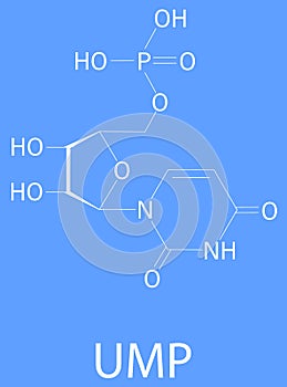 Uridine monophosphate or UMP, uridylic acid, nucleotide molecule. Building block of RNA. Skeletal formula.