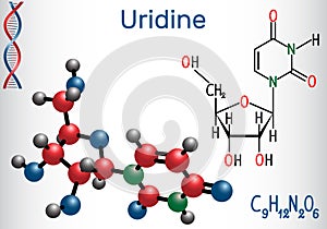 Uridine - pyrimidine nucleoside molecule, is important part