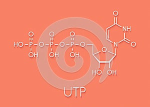 Uridine triphosphate UTP nucleotide molecule. Building block of RNA. Skeletal formula.