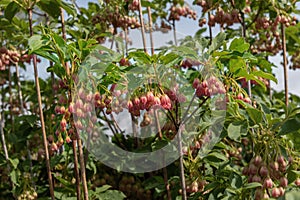 Urin-tsutsuji or redvein enkianthus, Enkianthus campanulatus. Flowering ornamental plants for gardens, parks photo