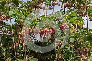 Urin-tsutsuji or redvein enkianthus, Enkianthus campanulatus. Flowering ornamental plants for gardens, parks