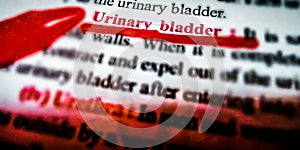 urinary bladder human body related medical terminology displayed on red colour covering text form