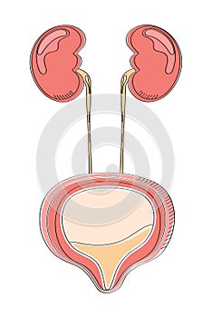 Urinary bladder icon in doodle style. Cystitis, urolithiasis, nephroptosis. Pyelonephritis, diseases and kidney stones