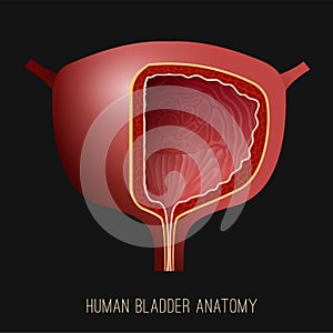 Urinary bladder image photo