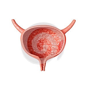 Urinary bladder isolated on white background