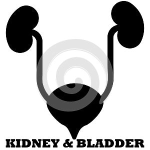 Urinary bladder and kidney