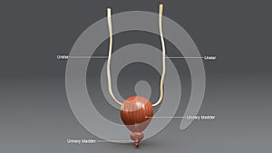 Urinary Bladder