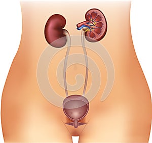 Urinary bladder and kidneys