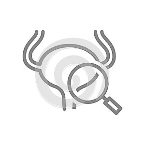 Urinary bladder with magnifying glass line icon. Human organ research, disease prevention symbol