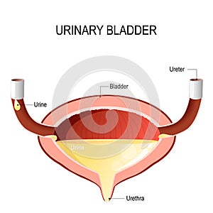 Urinary bladder with urine.