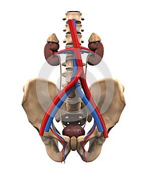 Urinary Renal System