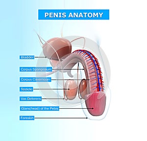 Urinary system