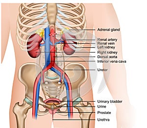 The urinary system 3d medical vector illustration on white background