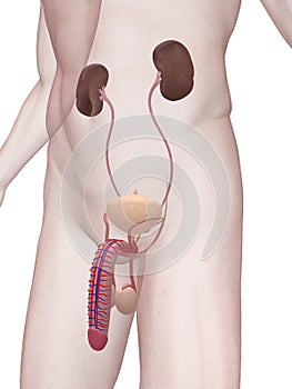 Urinary system