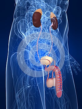 Urinary system