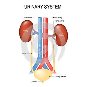 Urinary system anatomy photo