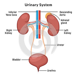 Urinary system anatomy. Incontinence biology infection uti, ureter kidney bladder vector diagram