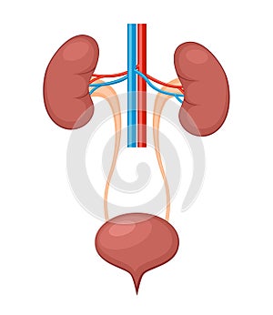 Urinary system anatomy. Incontinence biology infection uti, ureter kidney bladder vector diagram