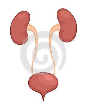 Urinary system anatomy. Incontinence biology infection uti, ureter kidney bladder vector diagram
