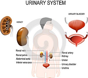 Urinary system photo