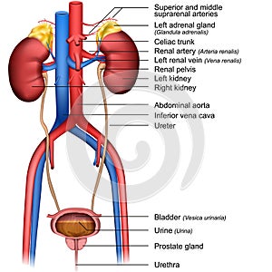 The urinary system 3d medical  illustration  on white background photo