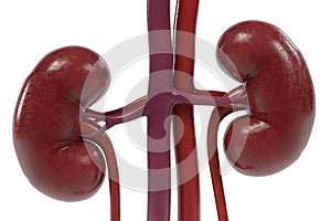 Urinary system