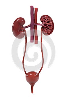 Urinary system