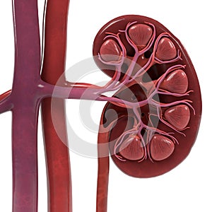 Urinary system
