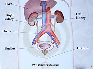 The Urinary System photo