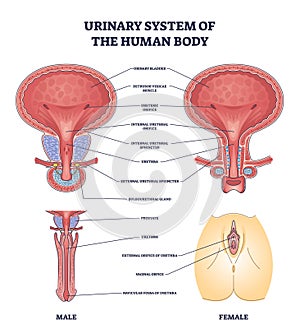 Urinary system of human body and gender structure differences outline diagram