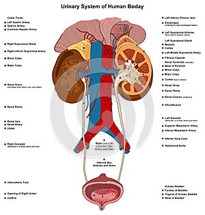 Urinary system of human body infographic diagram photo