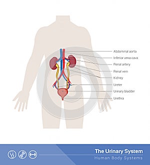 The urinary system photo