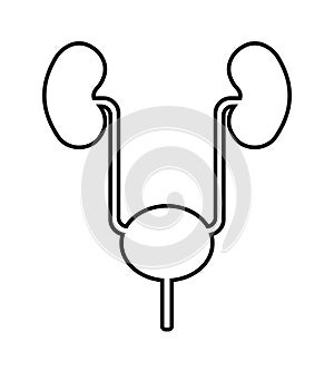 Urinary system icon in flat style. Urinary system outline.
