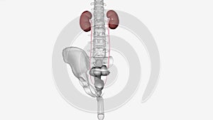 The urinary system includes your kidneys, ureters, bladder and urethra