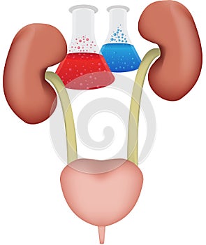 Urinary System Research