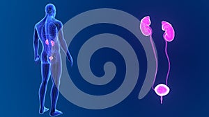 Urinary system zoom with organs and circulatory system